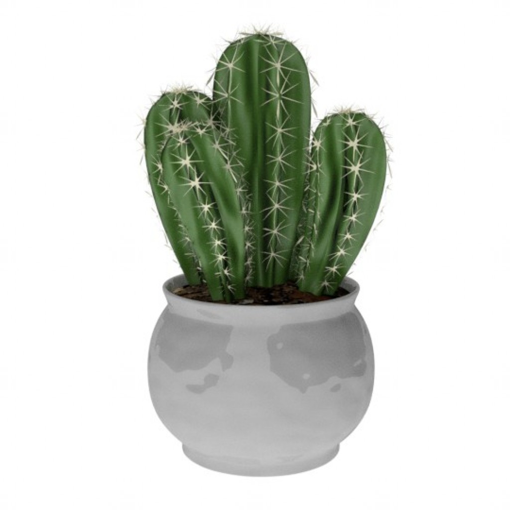 Cactus preview image 1
